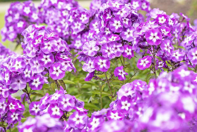 Summer Phlox, Speedwell, Tickseed, Black-eyed Susan, Agapanthus, Spotted Bellflower, Lamb’s Ear, Cranesbill, Coneflower