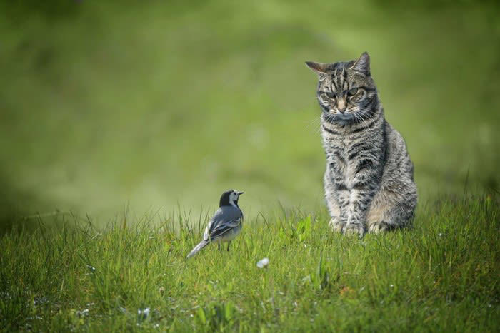 1.獲物を捕まえられないもどかしさ, 2.狩猟本能によるもの, 3.見知らぬものに不安を感じている, 4.獲物の鳴きまねをしているという説