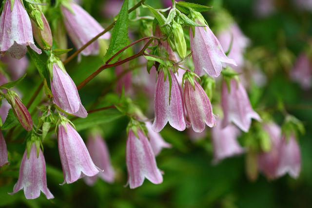 Summer Phlox, Speedwell, Tickseed, Black-eyed Susan, Agapanthus, Spotted Bellflower, Lamb’s Ear, Cranesbill, Coneflower