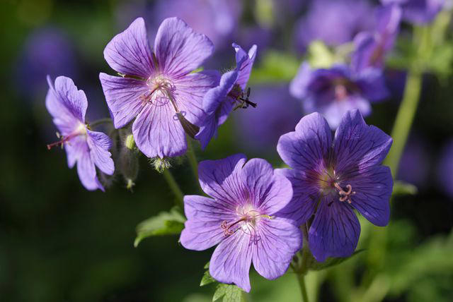 Summer Phlox, Speedwell, Tickseed, Black-eyed Susan, Agapanthus, Spotted Bellflower, Lamb’s Ear, Cranesbill, Coneflower