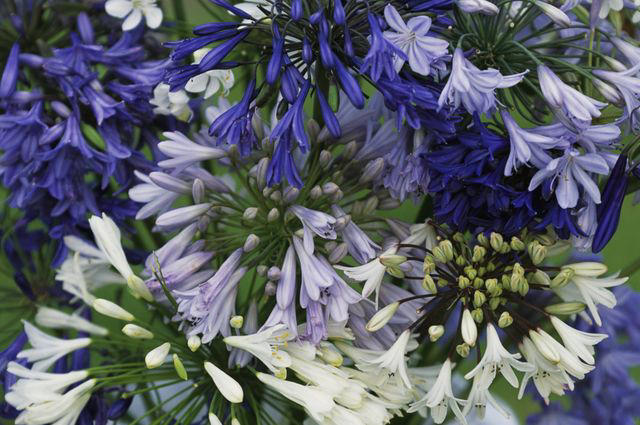 Summer Phlox, Speedwell, Tickseed, Black-eyed Susan, Agapanthus, Spotted Bellflower, Lamb’s Ear, Cranesbill, Coneflower
