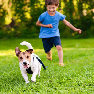 犬が飼い主から『逃げまわる』5つの心理, 1.嫌なことをされると予想している, 2.怒られると思っている, 3.そっとしておいてほしい, 4.ストレスが溜まっている, 5.遊びに誘っている, 逃げ回る愛犬との接し方のポイントとは？