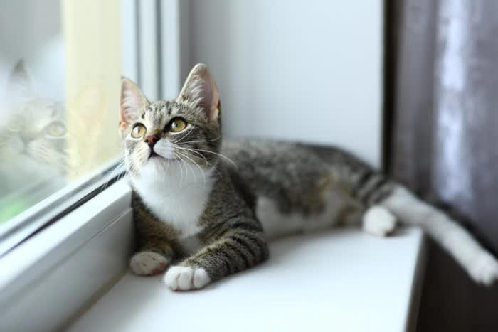 1.獲物を捕まえられないもどかしさ, 2.狩猟本能によるもの, 3.見知らぬものに不安を感じている, 4.獲物の鳴きまねをしているという説