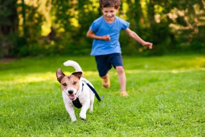 犬が飼い主から『逃げまわる』5つの心理, 1.嫌なことをされると予想している, 2.怒られると思っている, 3.そっとしておいてほしい, 4.ストレスが溜まっている, 5.遊びに誘っている, 逃げ回る愛犬との接し方のポイントとは？