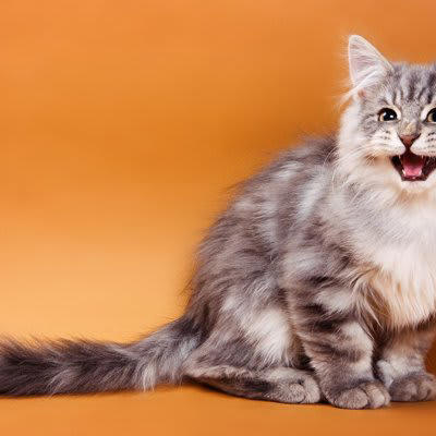 1.獲物を捕まえられないもどかしさ, 2.狩猟本能によるもの, 3.見知らぬものに不安を感じている, 4.獲物の鳴きまねをしているという説