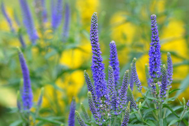 Summer Phlox, Speedwell, Tickseed, Black-eyed Susan, Agapanthus, Spotted Bellflower, Lamb’s Ear, Cranesbill, Coneflower