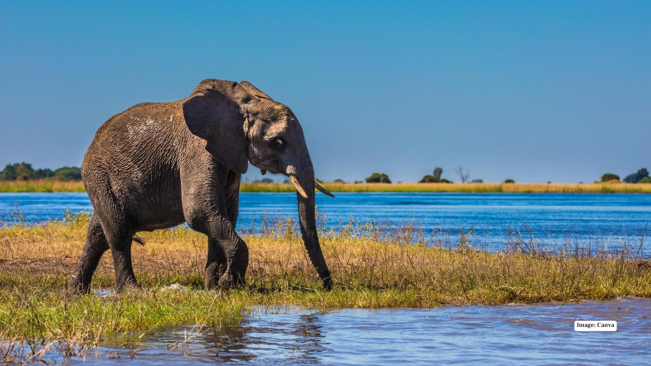 1. Maasai Mara, Kenya – The Land of Legends In the Maasai Mara, the drama of the wild unfolds daily. Witness the iconic Big Five roaming freely across endless grasslands and time your visit to see the spectacular wildebeest migration—a natural spectacle that’s as thrilling as it is humbling. (Image: Canva), 2. Serengeti National Park, Tanzania – Nature’s Theatre The Serengeti’s golden plains are home to lions, cheetahs, and elephants. Here, every safari is a front-row seat to nature’s grand theatre, with predator-prey interactions providing heart-pounding moments for photographers and wildlife lovers alike. (Image: Canva), 3. Kruger National Park, South Africa – The Classic Safari Kruger National Park balances wild adventure with accessibility. Explore its diverse ecosystems, from savannahs to dense forests, spotting the Big Five and over 500 bird species, all while enjoying lodges that blend comfort with a sense of raw wilderness. (Image: Canva), 4. Okavango Delta, Botswana – Wetlands of Wonder Floating silently in a mokoro (traditional canoe) through the Okavango Delta is a safari experience unlike any other. Watch hippos, elephants, and rare antelope species emerge from lush wetlands, while the rhythm of water and wildlife creates a meditative harmony. (Image: Canva), 5. Chobe National Park, Botswana – River of Giants The Chobe River is alive with movement: massive elephant herds drink from the banks while crocodiles glide silently beneath the surface. Boat safaris here offer a unique perspective, turning wildlife spotting into a mesmerizing dance of nature. (Image: Canva), 6. Etosha National Park, Namibia – Desert Miracles Etosha’s salt pans provide a stark, otherworldly landscape for safari adventures. Waterholes attract lions, giraffes, and rhinos, creating natural stages for dramatic wildlife encounters, perfect for photographers seeking that perfect shot. (Image: Canva), 7. Yellowstone National Park, USA – Wild Wonders of the North North America’s answer to a safari, Yellowstone offers bison, wolves, elk, and bears against a backdrop of geothermal marvels. Here, the wild is raw and untamed, providing a distinctly different, yet equally thrilling, safari experience. (Image: Canva), 8. Pantanal, Brazil – Jungle Giants The Pantanal, the world’s largest tropical wetland, is a haven for jaguars, capybaras, and giant otters. Boat safaris and horseback rides immerse travelers in the sounds, sights, and scents of this extraordinary ecosystem, making each encounter deeply personal. (Image: Canva), 9. Kabini, India – Tigers in the Mist Kabini’s forests and the winding river create a magical setting for tiger sightings. Elephants, leopards, and an array of birds complete this rich tableau, offering an intimate glimpse into India’s incredible wildlife heritage. (Image: Canva), 10. Ngorongoro Crater, Tanzania – Wildlife in a Natural Amphitheater This volcanic caldera is a unique microcosm of Africa’s wildlife. From flamingos on crater lakes to lions patrolling the grasslands, Ngorongoro provides unparalleled biodiversity in one breathtaking, easily navigable area. (Image: Canva)