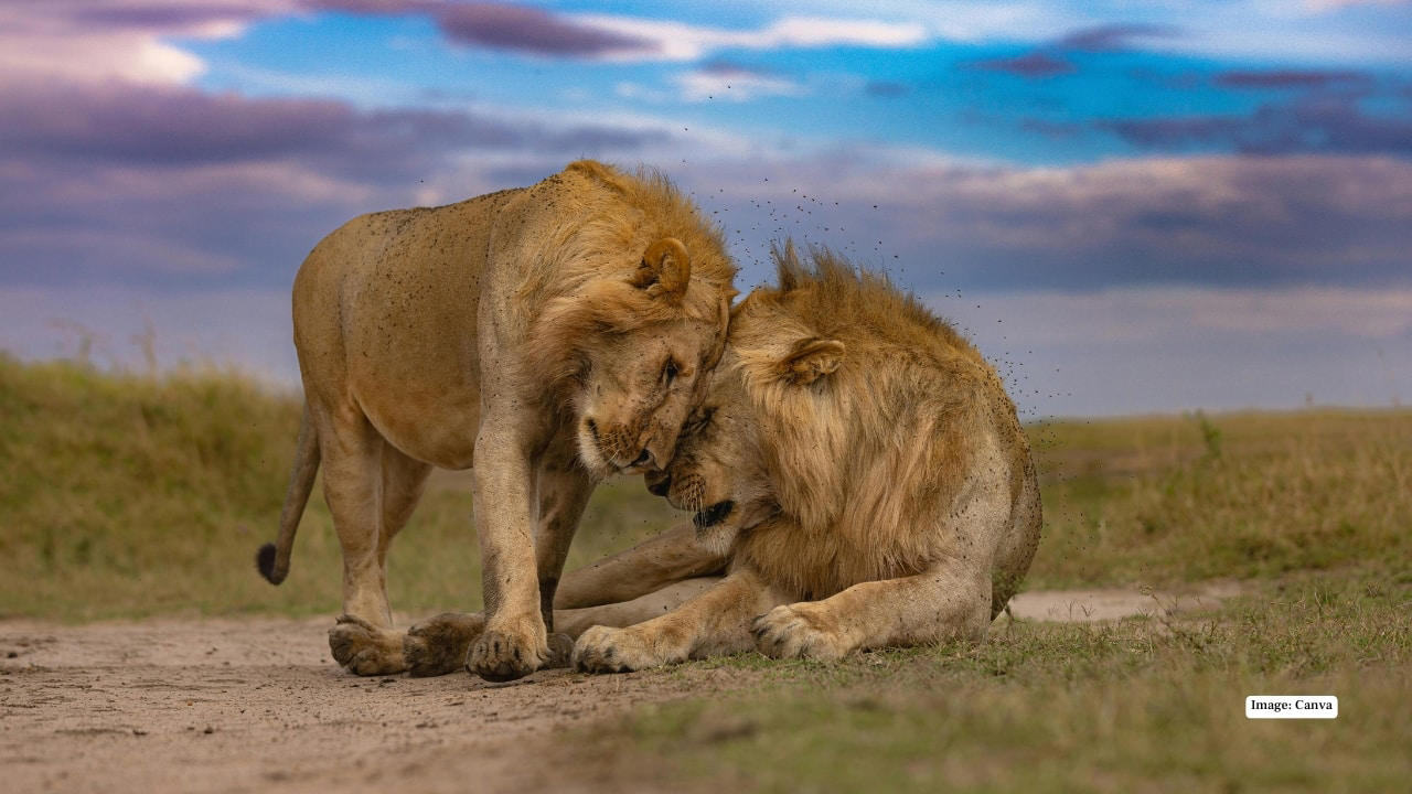1. Maasai Mara, Kenya – The Land of Legends In the Maasai Mara, the drama of the wild unfolds daily. Witness the iconic Big Five roaming freely across endless grasslands and time your visit to see the spectacular wildebeest migration—a natural spectacle that’s as thrilling as it is humbling. (Image: Canva), 2. Serengeti National Park, Tanzania – Nature’s Theatre The Serengeti’s golden plains are home to lions, cheetahs, and elephants. Here, every safari is a front-row seat to nature’s grand theatre, with predator-prey interactions providing heart-pounding moments for photographers and wildlife lovers alike. (Image: Canva), 3. Kruger National Park, South Africa – The Classic Safari Kruger National Park balances wild adventure with accessibility. Explore its diverse ecosystems, from savannahs to dense forests, spotting the Big Five and over 500 bird species, all while enjoying lodges that blend comfort with a sense of raw wilderness. (Image: Canva), 4. Okavango Delta, Botswana – Wetlands of Wonder Floating silently in a mokoro (traditional canoe) through the Okavango Delta is a safari experience unlike any other. Watch hippos, elephants, and rare antelope species emerge from lush wetlands, while the rhythm of water and wildlife creates a meditative harmony. (Image: Canva), 5. Chobe National Park, Botswana – River of Giants The Chobe River is alive with movement: massive elephant herds drink from the banks while crocodiles glide silently beneath the surface. Boat safaris here offer a unique perspective, turning wildlife spotting into a mesmerizing dance of nature. (Image: Canva), 6. Etosha National Park, Namibia – Desert Miracles Etosha’s salt pans provide a stark, otherworldly landscape for safari adventures. Waterholes attract lions, giraffes, and rhinos, creating natural stages for dramatic wildlife encounters, perfect for photographers seeking that perfect shot. (Image: Canva), 7. Yellowstone National Park, USA – Wild Wonders of the North North America’s answer to a safari, Yellowstone offers bison, wolves, elk, and bears against a backdrop of geothermal marvels. Here, the wild is raw and untamed, providing a distinctly different, yet equally thrilling, safari experience. (Image: Canva), 8. Pantanal, Brazil – Jungle Giants The Pantanal, the world’s largest tropical wetland, is a haven for jaguars, capybaras, and giant otters. Boat safaris and horseback rides immerse travelers in the sounds, sights, and scents of this extraordinary ecosystem, making each encounter deeply personal. (Image: Canva), 9. Kabini, India – Tigers in the Mist Kabini’s forests and the winding river create a magical setting for tiger sightings. Elephants, leopards, and an array of birds complete this rich tableau, offering an intimate glimpse into India’s incredible wildlife heritage. (Image: Canva), 10. Ngorongoro Crater, Tanzania – Wildlife in a Natural Amphitheater This volcanic caldera is a unique microcosm of Africa’s wildlife. From flamingos on crater lakes to lions patrolling the grasslands, Ngorongoro provides unparalleled biodiversity in one breathtaking, easily navigable area. (Image: Canva)