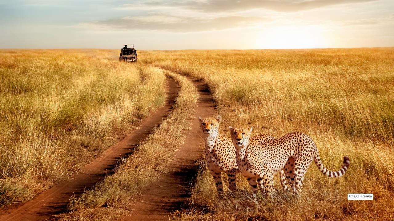 1. Maasai Mara, Kenya – The Land of Legends In the Maasai Mara, the drama of the wild unfolds daily. Witness the iconic Big Five roaming freely across endless grasslands and time your visit to see the spectacular wildebeest migration—a natural spectacle that’s as thrilling as it is humbling. (Image: Canva), 2. Serengeti National Park, Tanzania – Nature’s Theatre The Serengeti’s golden plains are home to lions, cheetahs, and elephants. Here, every safari is a front-row seat to nature’s grand theatre, with predator-prey interactions providing heart-pounding moments for photographers and wildlife lovers alike. (Image: Canva), 3. Kruger National Park, South Africa – The Classic Safari Kruger National Park balances wild adventure with accessibility. Explore its diverse ecosystems, from savannahs to dense forests, spotting the Big Five and over 500 bird species, all while enjoying lodges that blend comfort with a sense of raw wilderness. (Image: Canva), 4. Okavango Delta, Botswana – Wetlands of Wonder Floating silently in a mokoro (traditional canoe) through the Okavango Delta is a safari experience unlike any other. Watch hippos, elephants, and rare antelope species emerge from lush wetlands, while the rhythm of water and wildlife creates a meditative harmony. (Image: Canva), 5. Chobe National Park, Botswana – River of Giants The Chobe River is alive with movement: massive elephant herds drink from the banks while crocodiles glide silently beneath the surface. Boat safaris here offer a unique perspective, turning wildlife spotting into a mesmerizing dance of nature. (Image: Canva), 6. Etosha National Park, Namibia – Desert Miracles Etosha’s salt pans provide a stark, otherworldly landscape for safari adventures. Waterholes attract lions, giraffes, and rhinos, creating natural stages for dramatic wildlife encounters, perfect for photographers seeking that perfect shot. (Image: Canva), 7. Yellowstone National Park, USA – Wild Wonders of the North North America’s answer to a safari, Yellowstone offers bison, wolves, elk, and bears against a backdrop of geothermal marvels. Here, the wild is raw and untamed, providing a distinctly different, yet equally thrilling, safari experience. (Image: Canva), 8. Pantanal, Brazil – Jungle Giants The Pantanal, the world’s largest tropical wetland, is a haven for jaguars, capybaras, and giant otters. Boat safaris and horseback rides immerse travelers in the sounds, sights, and scents of this extraordinary ecosystem, making each encounter deeply personal. (Image: Canva), 9. Kabini, India – Tigers in the Mist Kabini’s forests and the winding river create a magical setting for tiger sightings. Elephants, leopards, and an array of birds complete this rich tableau, offering an intimate glimpse into India’s incredible wildlife heritage. (Image: Canva), 10. Ngorongoro Crater, Tanzania – Wildlife in a Natural Amphitheater This volcanic caldera is a unique microcosm of Africa’s wildlife. From flamingos on crater lakes to lions patrolling the grasslands, Ngorongoro provides unparalleled biodiversity in one breathtaking, easily navigable area. (Image: Canva)