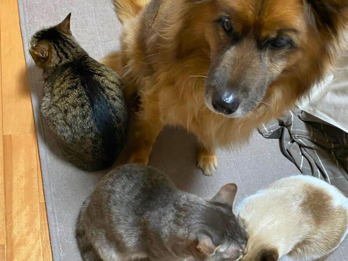 猫と犬は仲良くなれるの？, 猫と犬が仲良く生活するためのポイント4つ, 1.お互いの存在に少しずつ慣らす, 2.食事・トイレは別々にする, 3.居心地のよい空間をそれぞれに提供する, 4.お互いがイヤがる習性に配慮する