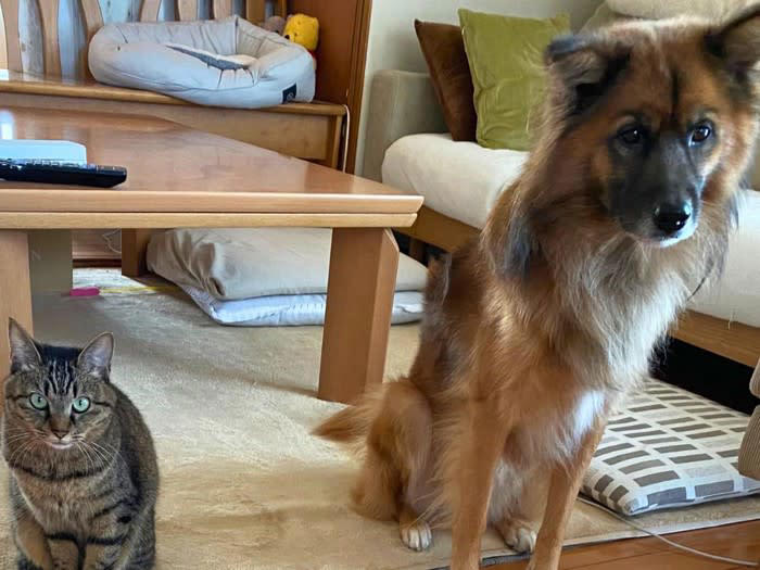 猫と犬は仲良くなれるの？, 猫と犬が仲良く生活するためのポイント4つ, 1.お互いの存在に少しずつ慣らす, 2.食事・トイレは別々にする, 3.居心地のよい空間をそれぞれに提供する, 4.お互いがイヤがる習性に配慮する