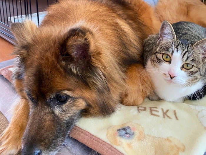 猫と犬は仲良くなれるの？, 猫と犬が仲良く生活するためのポイント4つ, 1.お互いの存在に少しずつ慣らす, 2.食事・トイレは別々にする, 3.居心地のよい空間をそれぞれに提供する, 4.お互いがイヤがる習性に配慮する