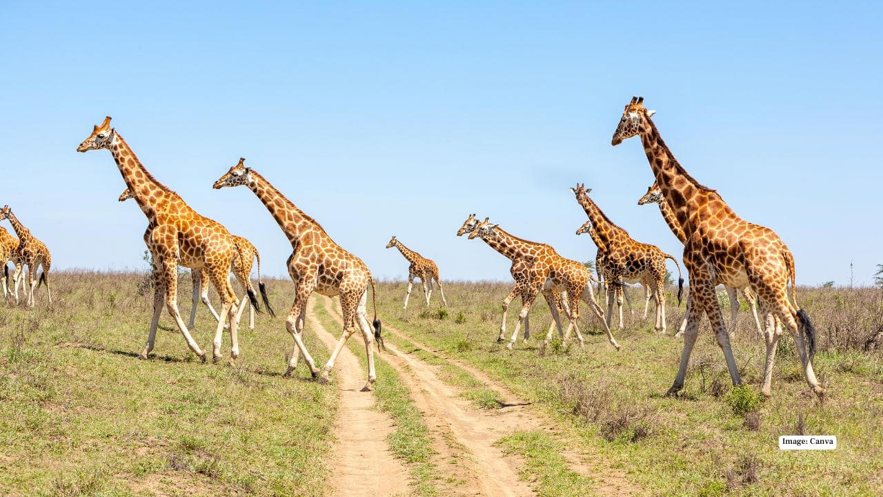 1. Maasai Mara, Kenya – The Land of Legends In the Maasai Mara, the drama of the wild unfolds daily. Witness the iconic Big Five roaming freely across endless grasslands and time your visit to see the spectacular wildebeest migration—a natural spectacle that’s as thrilling as it is humbling. (Image: Canva), 2. Serengeti National Park, Tanzania – Nature’s Theatre The Serengeti’s golden plains are home to lions, cheetahs, and elephants. Here, every safari is a front-row seat to nature’s grand theatre, with predator-prey interactions providing heart-pounding moments for photographers and wildlife lovers alike. (Image: Canva), 3. Kruger National Park, South Africa – The Classic Safari Kruger National Park balances wild adventure with accessibility. Explore its diverse ecosystems, from savannahs to dense forests, spotting the Big Five and over 500 bird species, all while enjoying lodges that blend comfort with a sense of raw wilderness. (Image: Canva), 4. Okavango Delta, Botswana – Wetlands of Wonder Floating silently in a mokoro (traditional canoe) through the Okavango Delta is a safari experience unlike any other. Watch hippos, elephants, and rare antelope species emerge from lush wetlands, while the rhythm of water and wildlife creates a meditative harmony. (Image: Canva), 5. Chobe National Park, Botswana – River of Giants The Chobe River is alive with movement: massive elephant herds drink from the banks while crocodiles glide silently beneath the surface. Boat safaris here offer a unique perspective, turning wildlife spotting into a mesmerizing dance of nature. (Image: Canva), 6. Etosha National Park, Namibia – Desert Miracles Etosha’s salt pans provide a stark, otherworldly landscape for safari adventures. Waterholes attract lions, giraffes, and rhinos, creating natural stages for dramatic wildlife encounters, perfect for photographers seeking that perfect shot. (Image: Canva), 7. Yellowstone National Park, USA – Wild Wonders of the North North America’s answer to a safari, Yellowstone offers bison, wolves, elk, and bears against a backdrop of geothermal marvels. Here, the wild is raw and untamed, providing a distinctly different, yet equally thrilling, safari experience. (Image: Canva), 8. Pantanal, Brazil – Jungle Giants The Pantanal, the world’s largest tropical wetland, is a haven for jaguars, capybaras, and giant otters. Boat safaris and horseback rides immerse travelers in the sounds, sights, and scents of this extraordinary ecosystem, making each encounter deeply personal. (Image: Canva), 9. Kabini, India – Tigers in the Mist Kabini’s forests and the winding river create a magical setting for tiger sightings. Elephants, leopards, and an array of birds complete this rich tableau, offering an intimate glimpse into India’s incredible wildlife heritage. (Image: Canva), 10. Ngorongoro Crater, Tanzania – Wildlife in a Natural Amphitheater This volcanic caldera is a unique microcosm of Africa’s wildlife. From flamingos on crater lakes to lions patrolling the grasslands, Ngorongoro provides unparalleled biodiversity in one breathtaking, easily navigable area. (Image: Canva)