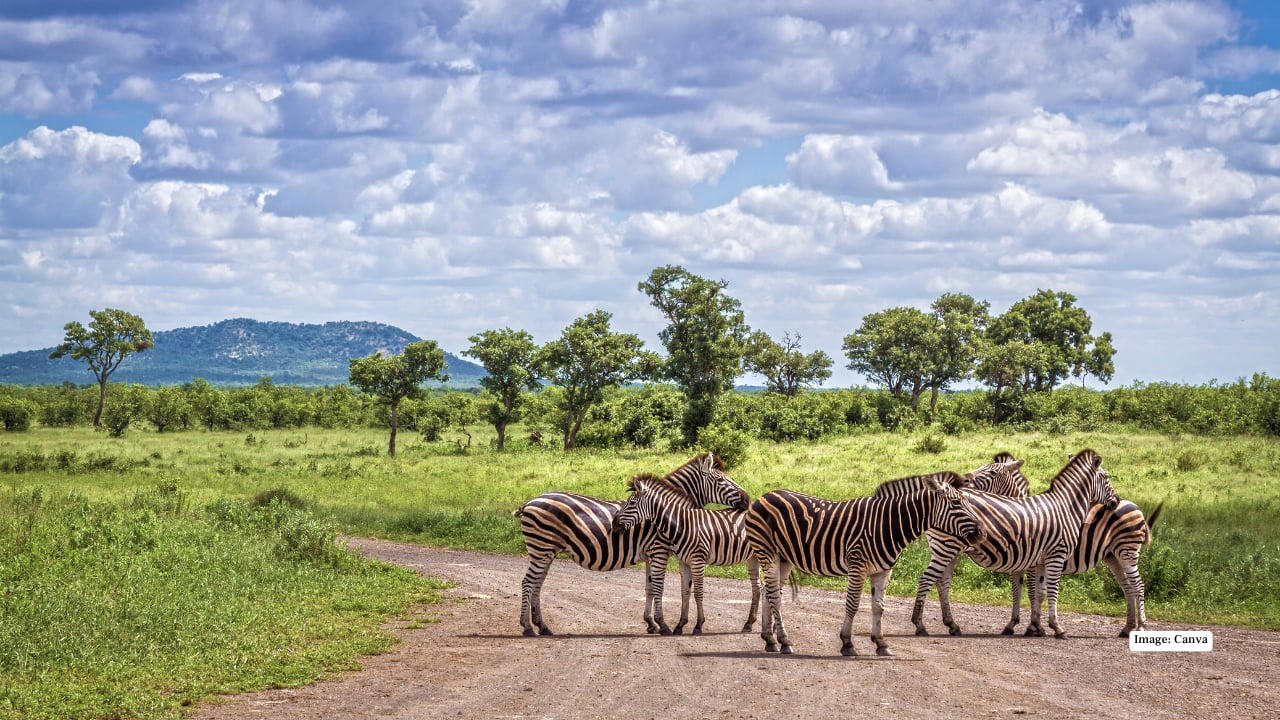 1. Maasai Mara, Kenya – The Land of Legends In the Maasai Mara, the drama of the wild unfolds daily. Witness the iconic Big Five roaming freely across endless grasslands and time your visit to see the spectacular wildebeest migration—a natural spectacle that’s as thrilling as it is humbling. (Image: Canva), 2. Serengeti National Park, Tanzania – Nature’s Theatre The Serengeti’s golden plains are home to lions, cheetahs, and elephants. Here, every safari is a front-row seat to nature’s grand theatre, with predator-prey interactions providing heart-pounding moments for photographers and wildlife lovers alike. (Image: Canva), 3. Kruger National Park, South Africa – The Classic Safari Kruger National Park balances wild adventure with accessibility. Explore its diverse ecosystems, from savannahs to dense forests, spotting the Big Five and over 500 bird species, all while enjoying lodges that blend comfort with a sense of raw wilderness. (Image: Canva), 4. Okavango Delta, Botswana – Wetlands of Wonder Floating silently in a mokoro (traditional canoe) through the Okavango Delta is a safari experience unlike any other. Watch hippos, elephants, and rare antelope species emerge from lush wetlands, while the rhythm of water and wildlife creates a meditative harmony. (Image: Canva), 5. Chobe National Park, Botswana – River of Giants The Chobe River is alive with movement: massive elephant herds drink from the banks while crocodiles glide silently beneath the surface. Boat safaris here offer a unique perspective, turning wildlife spotting into a mesmerizing dance of nature. (Image: Canva), 6. Etosha National Park, Namibia – Desert Miracles Etosha’s salt pans provide a stark, otherworldly landscape for safari adventures. Waterholes attract lions, giraffes, and rhinos, creating natural stages for dramatic wildlife encounters, perfect for photographers seeking that perfect shot. (Image: Canva), 7. Yellowstone National Park, USA – Wild Wonders of the North North America’s answer to a safari, Yellowstone offers bison, wolves, elk, and bears against a backdrop of geothermal marvels. Here, the wild is raw and untamed, providing a distinctly different, yet equally thrilling, safari experience. (Image: Canva), 8. Pantanal, Brazil – Jungle Giants The Pantanal, the world’s largest tropical wetland, is a haven for jaguars, capybaras, and giant otters. Boat safaris and horseback rides immerse travelers in the sounds, sights, and scents of this extraordinary ecosystem, making each encounter deeply personal. (Image: Canva), 9. Kabini, India – Tigers in the Mist Kabini’s forests and the winding river create a magical setting for tiger sightings. Elephants, leopards, and an array of birds complete this rich tableau, offering an intimate glimpse into India’s incredible wildlife heritage. (Image: Canva), 10. Ngorongoro Crater, Tanzania – Wildlife in a Natural Amphitheater This volcanic caldera is a unique microcosm of Africa’s wildlife. From flamingos on crater lakes to lions patrolling the grasslands, Ngorongoro provides unparalleled biodiversity in one breathtaking, easily navigable area. (Image: Canva)