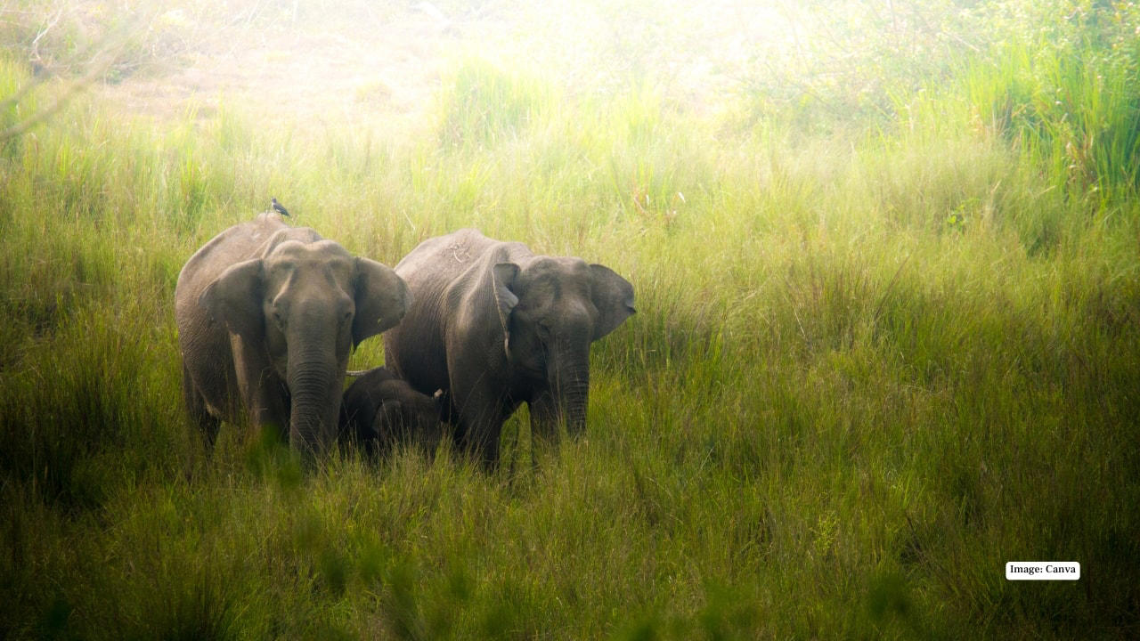 1. Maasai Mara, Kenya – The Land of Legends In the Maasai Mara, the drama of the wild unfolds daily. Witness the iconic Big Five roaming freely across endless grasslands and time your visit to see the spectacular wildebeest migration—a natural spectacle that’s as thrilling as it is humbling. (Image: Canva), 2. Serengeti National Park, Tanzania – Nature’s Theatre The Serengeti’s golden plains are home to lions, cheetahs, and elephants. Here, every safari is a front-row seat to nature’s grand theatre, with predator-prey interactions providing heart-pounding moments for photographers and wildlife lovers alike. (Image: Canva), 3. Kruger National Park, South Africa – The Classic Safari Kruger National Park balances wild adventure with accessibility. Explore its diverse ecosystems, from savannahs to dense forests, spotting the Big Five and over 500 bird species, all while enjoying lodges that blend comfort with a sense of raw wilderness. (Image: Canva), 4. Okavango Delta, Botswana – Wetlands of Wonder Floating silently in a mokoro (traditional canoe) through the Okavango Delta is a safari experience unlike any other. Watch hippos, elephants, and rare antelope species emerge from lush wetlands, while the rhythm of water and wildlife creates a meditative harmony. (Image: Canva), 5. Chobe National Park, Botswana – River of Giants The Chobe River is alive with movement: massive elephant herds drink from the banks while crocodiles glide silently beneath the surface. Boat safaris here offer a unique perspective, turning wildlife spotting into a mesmerizing dance of nature. (Image: Canva), 6. Etosha National Park, Namibia – Desert Miracles Etosha’s salt pans provide a stark, otherworldly landscape for safari adventures. Waterholes attract lions, giraffes, and rhinos, creating natural stages for dramatic wildlife encounters, perfect for photographers seeking that perfect shot. (Image: Canva), 7. Yellowstone National Park, USA – Wild Wonders of the North North America’s answer to a safari, Yellowstone offers bison, wolves, elk, and bears against a backdrop of geothermal marvels. Here, the wild is raw and untamed, providing a distinctly different, yet equally thrilling, safari experience. (Image: Canva), 8. Pantanal, Brazil – Jungle Giants The Pantanal, the world’s largest tropical wetland, is a haven for jaguars, capybaras, and giant otters. Boat safaris and horseback rides immerse travelers in the sounds, sights, and scents of this extraordinary ecosystem, making each encounter deeply personal. (Image: Canva), 9. Kabini, India – Tigers in the Mist Kabini’s forests and the winding river create a magical setting for tiger sightings. Elephants, leopards, and an array of birds complete this rich tableau, offering an intimate glimpse into India’s incredible wildlife heritage. (Image: Canva), 10. Ngorongoro Crater, Tanzania – Wildlife in a Natural Amphitheater This volcanic caldera is a unique microcosm of Africa’s wildlife. From flamingos on crater lakes to lions patrolling the grasslands, Ngorongoro provides unparalleled biodiversity in one breathtaking, easily navigable area. (Image: Canva)