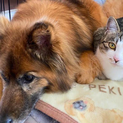猫と犬は仲良くなれるの？, 猫と犬が仲良く生活するためのポイント4つ, 1.お互いの存在に少しずつ慣らす, 2.食事・トイレは別々にする, 3.居心地のよい空間をそれぞれに提供する, 4.お互いがイヤがる習性に配慮する
