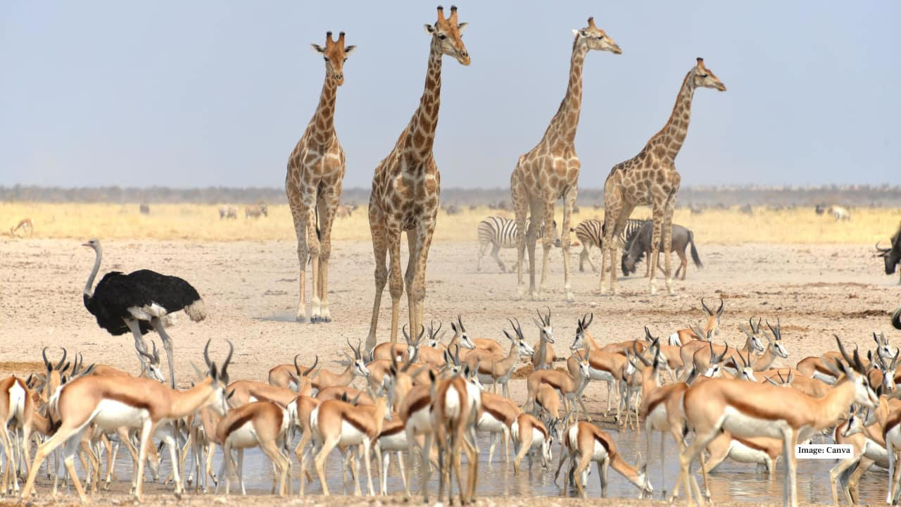 1. Maasai Mara, Kenya – The Land of Legends In the Maasai Mara, the drama of the wild unfolds daily. Witness the iconic Big Five roaming freely across endless grasslands and time your visit to see the spectacular wildebeest migration—a natural spectacle that’s as thrilling as it is humbling. (Image: Canva), 2. Serengeti National Park, Tanzania – Nature’s Theatre The Serengeti’s golden plains are home to lions, cheetahs, and elephants. Here, every safari is a front-row seat to nature’s grand theatre, with predator-prey interactions providing heart-pounding moments for photographers and wildlife lovers alike. (Image: Canva), 3. Kruger National Park, South Africa – The Classic Safari Kruger National Park balances wild adventure with accessibility. Explore its diverse ecosystems, from savannahs to dense forests, spotting the Big Five and over 500 bird species, all while enjoying lodges that blend comfort with a sense of raw wilderness. (Image: Canva), 4. Okavango Delta, Botswana – Wetlands of Wonder Floating silently in a mokoro (traditional canoe) through the Okavango Delta is a safari experience unlike any other. Watch hippos, elephants, and rare antelope species emerge from lush wetlands, while the rhythm of water and wildlife creates a meditative harmony. (Image: Canva), 5. Chobe National Park, Botswana – River of Giants The Chobe River is alive with movement: massive elephant herds drink from the banks while crocodiles glide silently beneath the surface. Boat safaris here offer a unique perspective, turning wildlife spotting into a mesmerizing dance of nature. (Image: Canva), 6. Etosha National Park, Namibia – Desert Miracles Etosha’s salt pans provide a stark, otherworldly landscape for safari adventures. Waterholes attract lions, giraffes, and rhinos, creating natural stages for dramatic wildlife encounters, perfect for photographers seeking that perfect shot. (Image: Canva), 7. Yellowstone National Park, USA – Wild Wonders of the North North America’s answer to a safari, Yellowstone offers bison, wolves, elk, and bears against a backdrop of geothermal marvels. Here, the wild is raw and untamed, providing a distinctly different, yet equally thrilling, safari experience. (Image: Canva), 8. Pantanal, Brazil – Jungle Giants The Pantanal, the world’s largest tropical wetland, is a haven for jaguars, capybaras, and giant otters. Boat safaris and horseback rides immerse travelers in the sounds, sights, and scents of this extraordinary ecosystem, making each encounter deeply personal. (Image: Canva), 9. Kabini, India – Tigers in the Mist Kabini’s forests and the winding river create a magical setting for tiger sightings. Elephants, leopards, and an array of birds complete this rich tableau, offering an intimate glimpse into India’s incredible wildlife heritage. (Image: Canva), 10. Ngorongoro Crater, Tanzania – Wildlife in a Natural Amphitheater This volcanic caldera is a unique microcosm of Africa’s wildlife. From flamingos on crater lakes to lions patrolling the grasslands, Ngorongoro provides unparalleled biodiversity in one breathtaking, easily navigable area. (Image: Canva)