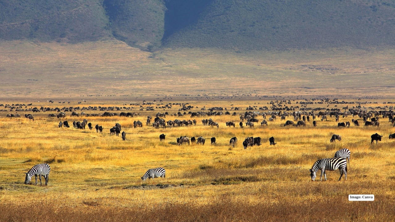 1. Maasai Mara, Kenya – The Land of Legends In the Maasai Mara, the drama of the wild unfolds daily. Witness the iconic Big Five roaming freely across endless grasslands and time your visit to see the spectacular wildebeest migration—a natural spectacle that’s as thrilling as it is humbling. (Image: Canva), 2. Serengeti National Park, Tanzania – Nature’s Theatre The Serengeti’s golden plains are home to lions, cheetahs, and elephants. Here, every safari is a front-row seat to nature’s grand theatre, with predator-prey interactions providing heart-pounding moments for photographers and wildlife lovers alike. (Image: Canva), 3. Kruger National Park, South Africa – The Classic Safari Kruger National Park balances wild adventure with accessibility. Explore its diverse ecosystems, from savannahs to dense forests, spotting the Big Five and over 500 bird species, all while enjoying lodges that blend comfort with a sense of raw wilderness. (Image: Canva), 4. Okavango Delta, Botswana – Wetlands of Wonder Floating silently in a mokoro (traditional canoe) through the Okavango Delta is a safari experience unlike any other. Watch hippos, elephants, and rare antelope species emerge from lush wetlands, while the rhythm of water and wildlife creates a meditative harmony. (Image: Canva), 5. Chobe National Park, Botswana – River of Giants The Chobe River is alive with movement: massive elephant herds drink from the banks while crocodiles glide silently beneath the surface. Boat safaris here offer a unique perspective, turning wildlife spotting into a mesmerizing dance of nature. (Image: Canva), 6. Etosha National Park, Namibia – Desert Miracles Etosha’s salt pans provide a stark, otherworldly landscape for safari adventures. Waterholes attract lions, giraffes, and rhinos, creating natural stages for dramatic wildlife encounters, perfect for photographers seeking that perfect shot. (Image: Canva), 7. Yellowstone National Park, USA – Wild Wonders of the North North America’s answer to a safari, Yellowstone offers bison, wolves, elk, and bears against a backdrop of geothermal marvels. Here, the wild is raw and untamed, providing a distinctly different, yet equally thrilling, safari experience. (Image: Canva), 8. Pantanal, Brazil – Jungle Giants The Pantanal, the world’s largest tropical wetland, is a haven for jaguars, capybaras, and giant otters. Boat safaris and horseback rides immerse travelers in the sounds, sights, and scents of this extraordinary ecosystem, making each encounter deeply personal. (Image: Canva), 9. Kabini, India – Tigers in the Mist Kabini’s forests and the winding river create a magical setting for tiger sightings. Elephants, leopards, and an array of birds complete this rich tableau, offering an intimate glimpse into India’s incredible wildlife heritage. (Image: Canva), 10. Ngorongoro Crater, Tanzania – Wildlife in a Natural Amphitheater This volcanic caldera is a unique microcosm of Africa’s wildlife. From flamingos on crater lakes to lions patrolling the grasslands, Ngorongoro provides unparalleled biodiversity in one breathtaking, easily navigable area. (Image: Canva)