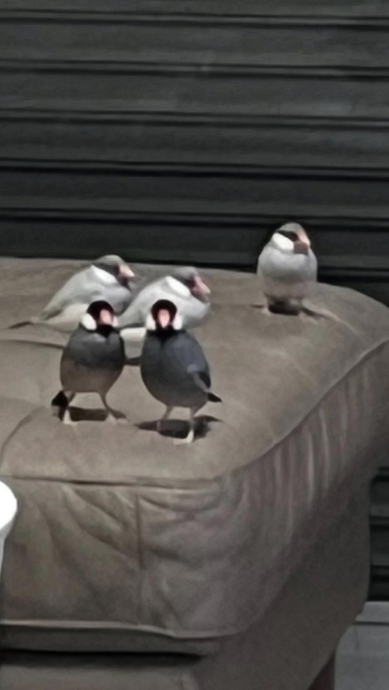 「夕飯を作ろうとしたらこの光景でした」, 文鳥社会は意外と「ドロドロ」, 「制圧されましたが、なんとか夕飯は作れました」, 「8羽全員が足の上でわちゃわちゃ」幸せな瞬間, ネットの反応「作れないけど幸せ」