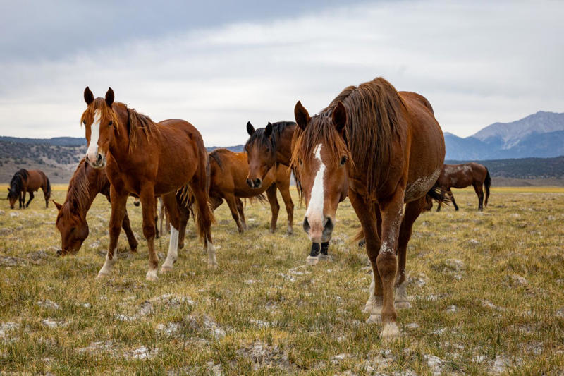 Unseen evolution , Wild and free — for now, When multiple uses collide , Shifting dynamics