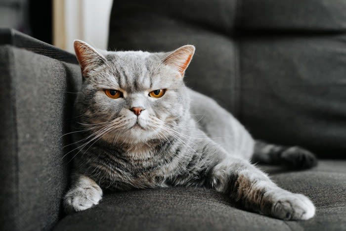 猫の信頼を失う「間違った機嫌のとり方」5選, 1.いきなり触る, 2.大きな声で呼びかける, 3.食べ物で機嫌をとろうとする, 4.寝床まで付きまとう, 5.ほかの同居猫と比較する, 猫からの信頼を失うリスクと正しい接し方