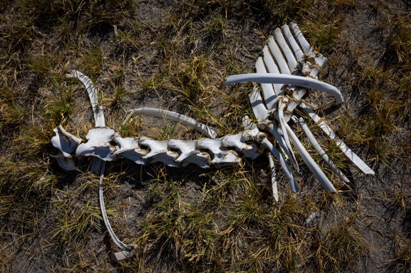 Unseen evolution , Wild and free — for now, When multiple uses collide , Shifting dynamics
