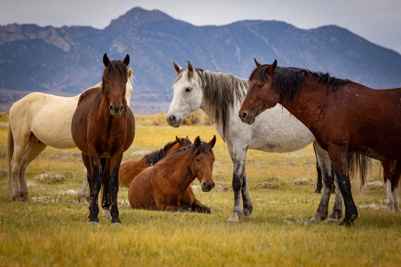 Unseen evolution , Wild and free — for now, When multiple uses collide , Shifting dynamics