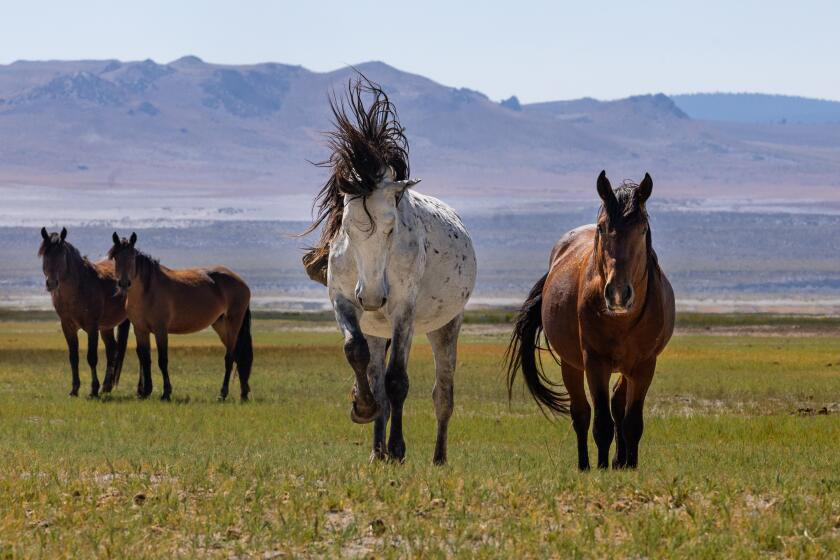 Unseen evolution , Wild and free — for now, When multiple uses collide , Shifting dynamics