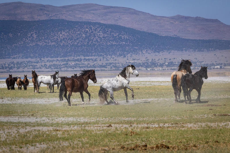 Unseen evolution , Wild and free — for now, When multiple uses collide , Shifting dynamics