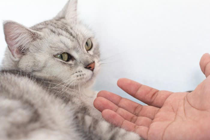 猫の信頼を失う「間違った機嫌のとり方」5選, 1.いきなり触る, 2.大きな声で呼びかける, 3.食べ物で機嫌をとろうとする, 4.寝床まで付きまとう, 5.ほかの同居猫と比較する, 猫からの信頼を失うリスクと正しい接し方