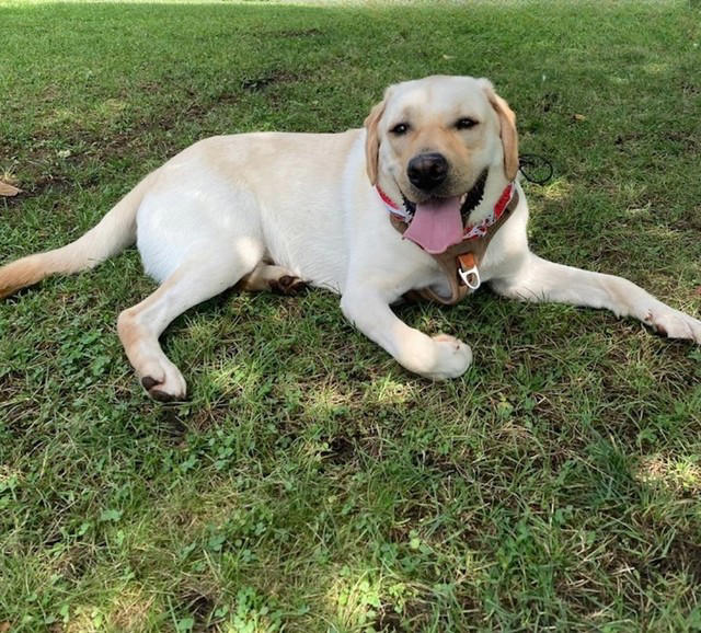 えっ！？大型犬エリアに「乳児」！？, 大型犬のパワーで大怪我も, 「ドッグラン」はワンちゃんたちのための場所, あくまでも「犬ファースト」