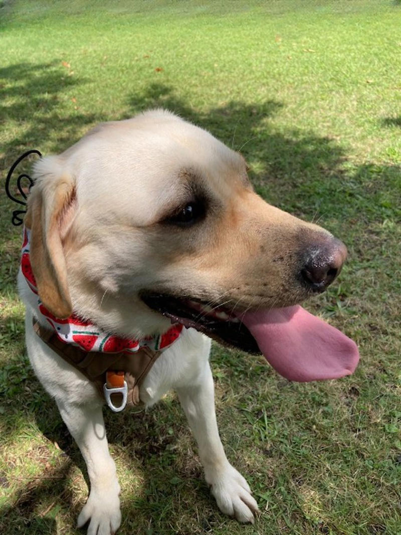 えっ！？大型犬エリアに「乳児」！？, 大型犬のパワーで大怪我も, 「ドッグラン」はワンちゃんたちのための場所, あくまでも「犬ファースト」