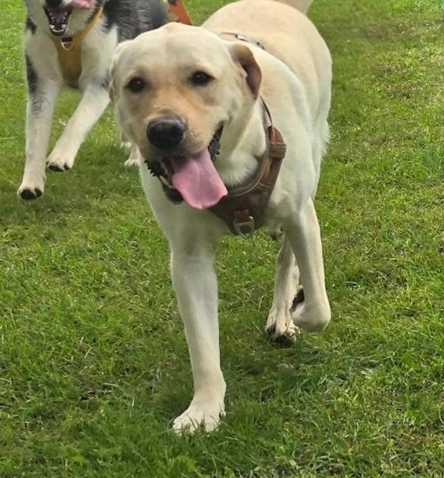 えっ！？大型犬エリアに「乳児」！？, 大型犬のパワーで大怪我も, 「ドッグラン」はワンちゃんたちのための場所, あくまでも「犬ファースト」