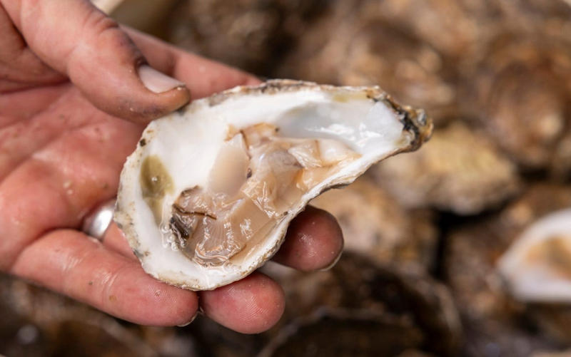 Myth 1: All oysters are created equal, Myth 2: Freshly shucked oysters must be swallowed whole, never chewed, Myth 3: Champagne is the only acceptable match for oysters, Myth 5: There’s no dignified way to eat oysters
