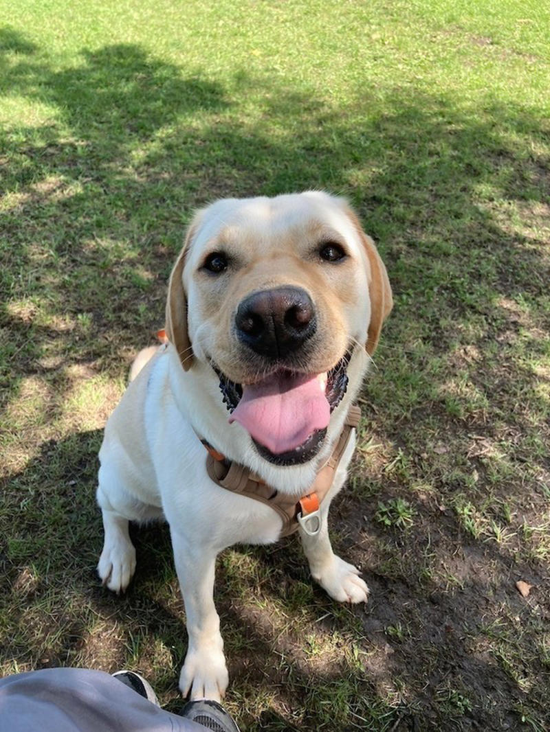 えっ！？大型犬エリアに「乳児」！？, 大型犬のパワーで大怪我も, 「ドッグラン」はワンちゃんたちのための場所, あくまでも「犬ファースト」