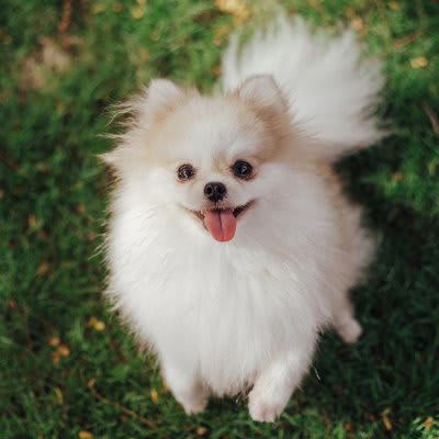 犬が飼い主に『楽しい』と伝えたいときの行動3つ, 1.笑顔で目を見つめる, 2.ぶんぶんと尻尾を振る, 3.ジャンプする、回る, 愛犬の気持ちへの上手な応え方
