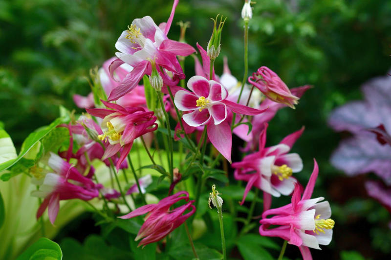 Threadleaf Coreopsis, Summer Phlox, Variegated Solomon’s Seal, Speedwell, False Indigo, Columbine, Mountain Mint, Hellebore, Asiatic Lily, Coneflowers, Arkansas Amsonia