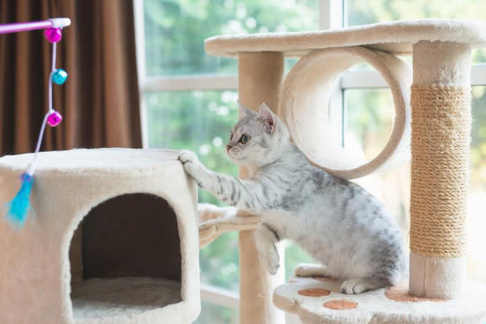 猫を「長生きさせる食事」のポイント3選, 1.年齢やライフステージに合わせた食事選び, 2.適切な食事量と回数を守る, 3.新鮮で安全な水を与える, 飼い主が取り入れるべき食事以外の健康維持の秘訣