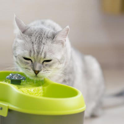 猫を「長生きさせる食事」のポイント3選, 1.年齢やライフステージに合わせた食事選び, 2.適切な食事量と回数を守る, 3.新鮮で安全な水を与える, 飼い主が取り入れるべき食事以外の健康維持の秘訣
