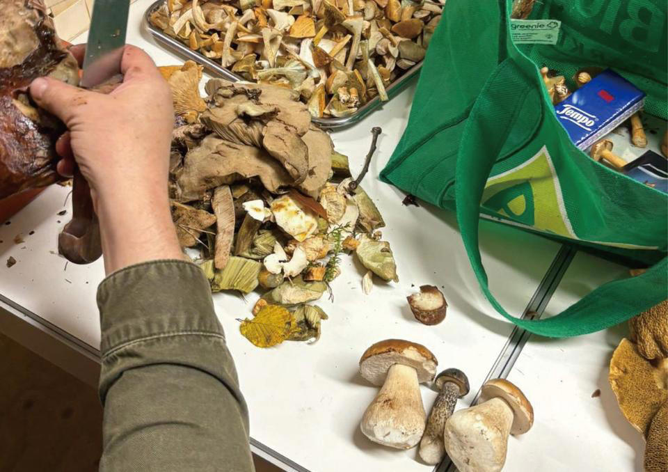 秋しかできない大人気アクティビティ, きのこ狩りでとれるきのこ, 自然の恵みを食べる喜び, きのこ狩りスポットは家族だけの秘密