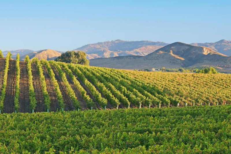Napa Valley: Best for Red Wine Lovers, Paso Robles: Best for Western Vibes and Creative Winemakers, Santa Barbara: Best for Sipping Small Oceanside, Sonoma County: Best for Oenophiles Who Love the Outdoors