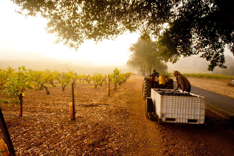 Napa Valley: Best for Red Wine Lovers, Paso Robles: Best for Western Vibes and Creative Winemakers, Santa Barbara: Best for Sipping Small Oceanside, Sonoma County: Best for Oenophiles Who Love the Outdoors