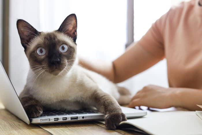 いつも猫と一緒に過ごすことで起こりえるデメリット4選, 1.分離不安症の原因になる, 2.甘やかしすぎてわがままになる, 3.ずっと一緒は猫にとってストレスになる, 4.お互いに依存するようになる, 猫と人間の適切な距離感は？