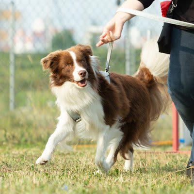 犬のモチベーションを上げる方法, 1.愛犬が最も大好きなおやつを活用すること, 2.遊びながらしつけをすること, 3.静かな環境で一対一でトレーニングを行うこと, 4.小さな成功体験を多く積むこと, トレーニングに活かすコツと飼い主が心がけたいこと, ステップアップをすること, 失敗を叱らないこと