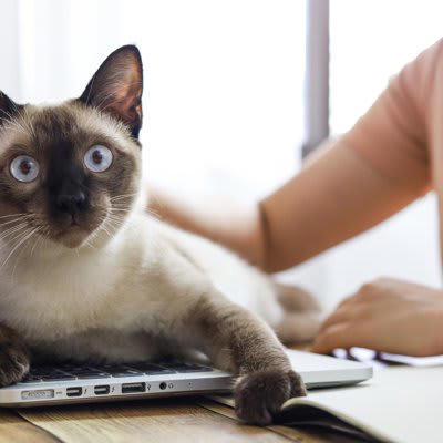 いつも猫と一緒に過ごすことで起こりえるデメリット4選, 1.分離不安症の原因になる, 2.甘やかしすぎてわがままになる, 3.ずっと一緒は猫にとってストレスになる, 4.お互いに依存するようになる, 猫と人間の適切な距離感は？