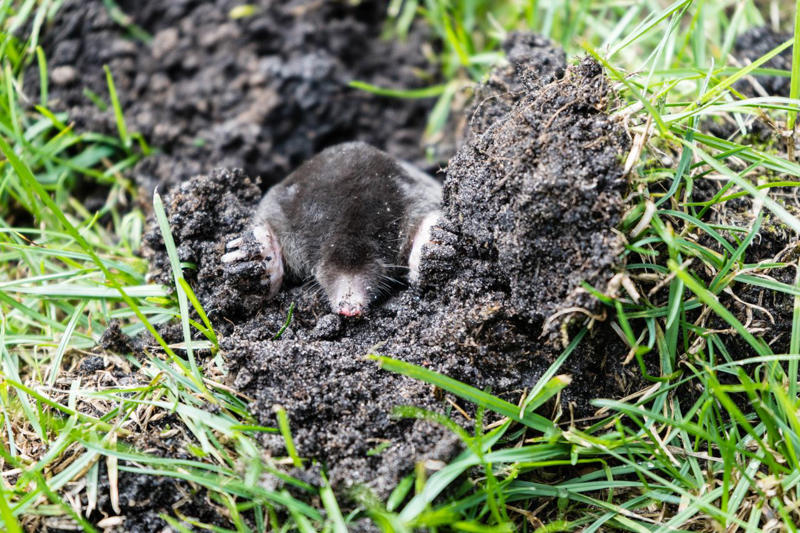 What Are Moles?, How To Identify Moles, How To Get Rid Of Moles, How To Tell If You Have Moles