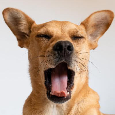 犬が『安眠できていない』ときにみせるサイン５選, 1.元気がなくなり活動量が減る, 2.あくびを頻繁に繰り返す, 3.指示を聞かなくなる、正確に従えなくなる, 4.落ち着きのない行動が増える, 5.体を動かしてもすぐに疲れてしまう, 犬が不眠になったら病院に連れて行くべき？受診目安を解説