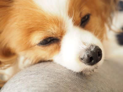 犬が『安眠できていない』ときにみせるサイン５選, 1.元気がなくなり活動量が減る, 2.あくびを頻繁に繰り返す, 3.指示を聞かなくなる、正確に従えなくなる, 4.落ち着きのない行動が増える, 5.体を動かしてもすぐに疲れてしまう, 犬が不眠になったら病院に連れて行くべき？受診目安を解説