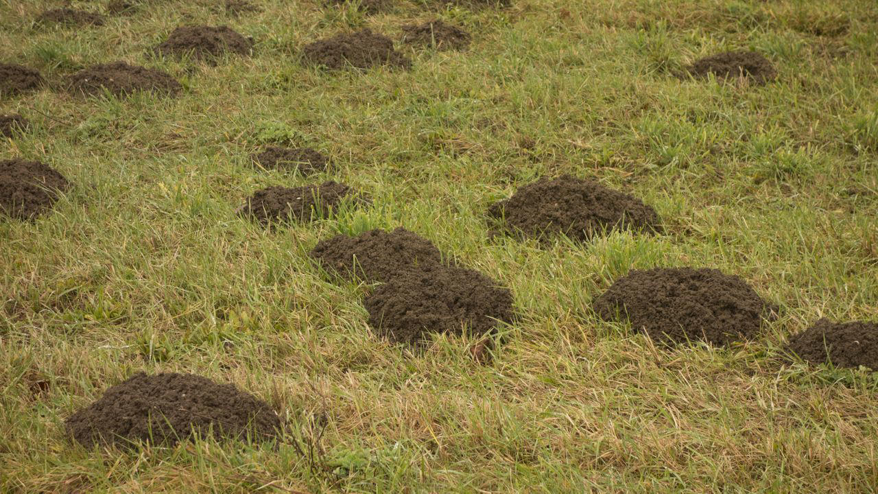 What Are Moles?, How To Identify Moles, How To Get Rid Of Moles, How To Tell If You Have Moles