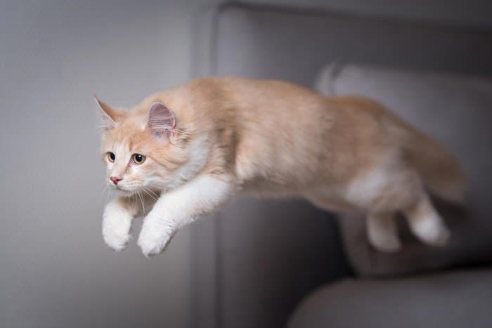 1.しっぽをピンと立てる, 2.キラキラした顔になる, 3.突然ジャンプやダッシュをする, 愛猫を喜ばせるための方法